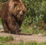 Медведь - Bankfax.Ru