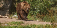 Медведь - Bankfax.Ru