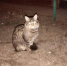 кот (1) - OrelTimes.Ru