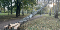 Дорожники и садовники оперативно устранили последствия сильного ветра - Комитет по благоустройству