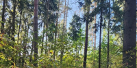 В Богородском округе рядом с деревней Новая Купавна оздоровят лес - MosRegToday.Ru