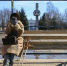 Готовь сани летом: песок накапливают на остановках Рыбинска - Рыбинские Известия