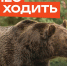 В лес не ходить медведи!. - Козульский район