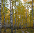 Фото Регины Минибаевой - Tumentoday.Ru