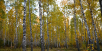 Фото Регины Минибаевой - Tumentoday.Ru