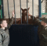 Казачий выходной кадет: от конюшни до командных побед - Департамент по делам казачества и кадетских учебных заведений