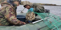 Всего вологодские промысловики добыли 1,94 тонны раков. - Газета Маяк