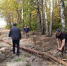Спил аварийных деревьев - Вадский муниципальный округ