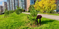 В Заневском поселении приступили к осеннему озеленению - Заневское городское поселение