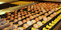 Костромские сельхозпредприятия увеличили объемы выпускаемой продукции - Администрация области