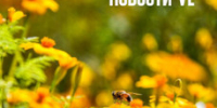 Сегодня во Владивостоке снова потеплеет до +20 °C - NewsVl.Ru