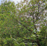 Можно ли собирать чужие яблоки за забором: юрист назвал важное условие - ИА Общественная служба новостей