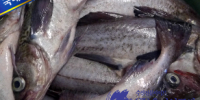 В 2026 году структура импорта морепродуктов в Южную Корею претерпела резкие изменения - Газета Далекая окраина