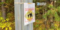 В Бурятии переполошивший всё село медведь куда-то подевался - ИА Байкал-Daily