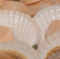 Гребешок — один из популярных в России морепродуктов. Архивное фото - Fishnews.Ru