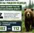 Осторожно, бурый медведь! - Газета Сельская новь