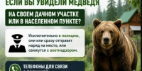 Осторожно, бурый медведь! - Газета Сельская новь