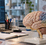 Учёные связали диету MIND с более медленным старением мозга - ИА Таймырский Телеграф
