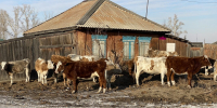 Коровы. Село Аршаново. Фото pulse19.ru - Пульс Хакасии