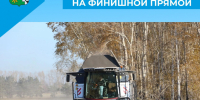 Уборочная кампания - на финишной прямой - Беловский район