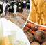 Продукция сельского хозяйства в 2025 году. - Администрация МО Курчатов