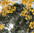 big-tree-autumn-leaf - ТРК Щелково