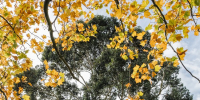 big-tree-autumn-leaf - ТРК Щелково