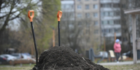 Под Воронежем 41-летнюю женщину отправили в колонию за избиение мужчины лопатой - Комсомольская Правда