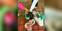 В руках — мешок, на лице — улыбка: неравнодушные благовещенцы по утрам выходят на уборку улиц (ВИДЕО) - Asn24.Ru