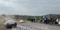 Водитель грузовика влетел в стадо коров в Таловском районе - ГТРК Воронеж