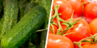 Огурцы уступили корону помидорам: как изменились цены на продукты в Ставропольском крае - Bloknot-Stavropol.Ru