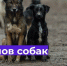 С 06.10.2026 года до конца октября месяца в г. Щигры будет произведён плановый и внеплановый отлов безнадзорных животных. - Город Щигры