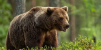Фото: Erik Mandre/Shutterstock/Fotodom - Ямал-Медиа