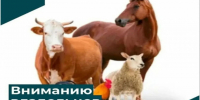 БЕСКОНТРОЛЬНОЕ ПЕРЕМЕЩЕНИЕ ЖИВОТНЫХ ЗАПРЕЩЕНО ЗАКОНОДАТЕЛЬНО!. - Администрация