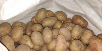 Американская компания скупает отрадненский картофель для изготовления чипсов - Новая Газета Кубани