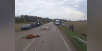 На воронежской трассе в Таловском районе 44-летний мужчина на грузовике сбил стадо коров: видео - РИА Воронеж