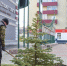 Улицы Кургана украсили кизильником, голубыми елями и берёзами - Kurgan.Ru