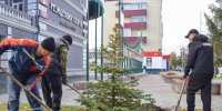 Улицы Кургана украсили кизильником, голубыми елями и берёзами - Kurgan.Ru