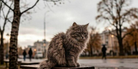В Мурманской области ветер постепенно ослабеет, а температура воздуха понизится - Мурманский вестник