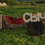 Воронежский глэмпинг «Сыч» выставили на продажу - TV-Gubernia.Ru