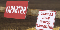 В подмосковных Луховицах ввели карантин по бешенству - M24.Ru