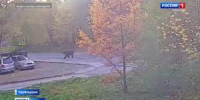 Медведь в Черемушках - Вести Хакасия
