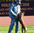 Кинологи из Мордовии вошли в топ-10 на чемпионате России по многоборью - Info-Rm.Com