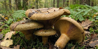 «Ядовитыми могут оказаться даже шампиньоны»: волгоградский миколог назвала смертельно опасные грибы - ИА Высота 102.0