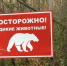 В Иркутской области вырос риск появления медведей-шатунов - КП-Иркутск