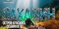 СПЕЦИАЛЬНЫЙ ПОКАЗ – «Сахалин: остров красного осьминога» - Минкультуры Сахалинской области