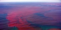 Вредоносное цветение водорослей в заливе Петра Великого: воздействие на объекты марикультуры и стратегии адаптации - Газета Далекая окраина