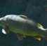 Казахстанским рыбоводам помогает государство. Архивное фото - Fishnews.Ru