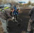 Итоги сентябрьского озеленения подвели в КЗХ Магадана - Kolyma.Ru