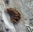 Гусеница Волнянки реликтовой (Gynaephora relictus). Фото: Роман Максимов - Русское географическое общество